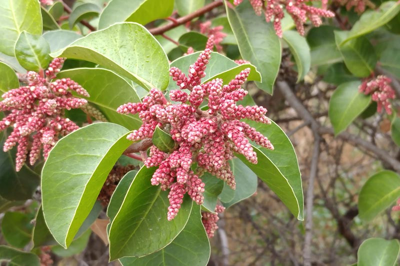 Sumac flower